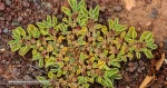 patilla-Aizoon-Canariensis