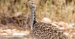 avutarda-hubara-Chlamydotis-undulata-lanzarote