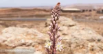 gamonilla-Asphodelus-Tenuifolius