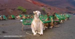 Cammellos-en-Timanfaya