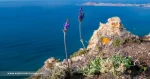 Matorrisco-de-Lanzarote