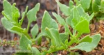 Tebete-Comun-Patellifolia-patellaris