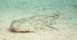 El angelote (Squatina squatina) en Lanzarote: Tesoro submarino en peligro Pez-Angel-Angelote-Squatina-squatina-en-fondo-arenoso-2