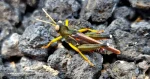 Saltamontes-Dericorys-lobata
